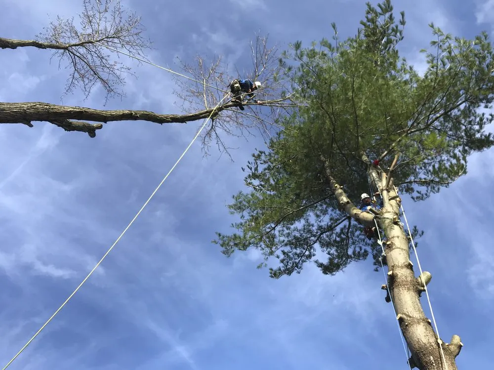 Trusted landscaping services for year-round maintenance in Nazareth, PA by Nemeth Landscape & Tree