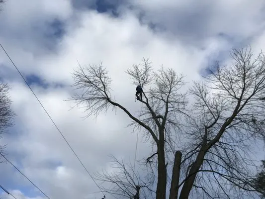 Nemeth Landscape & Tree