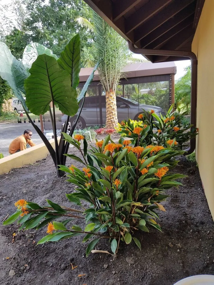 Trusted yard maintenance in Miami, FL by Nerak