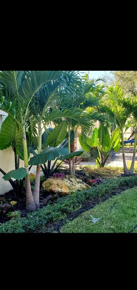 Local garden landscaping near you across Miami, FL - Nerak