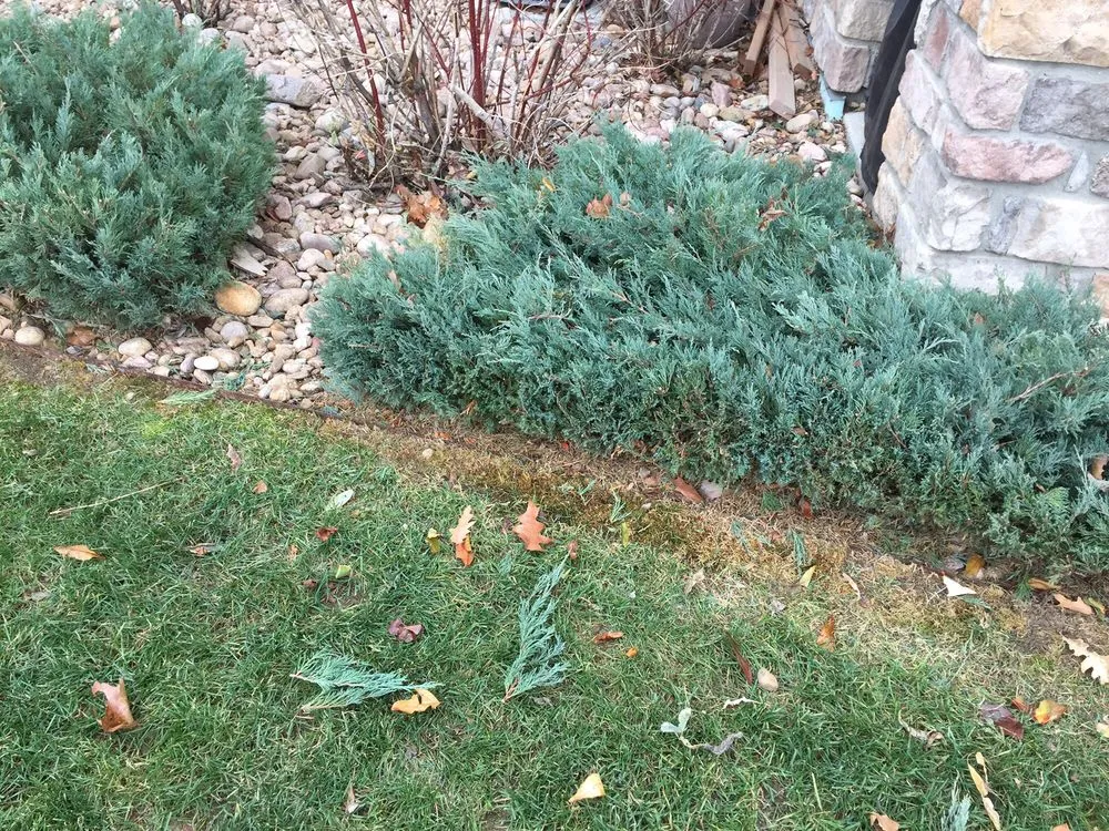 Professional landscape installation in Timnath, CO by Nero Landscape Services