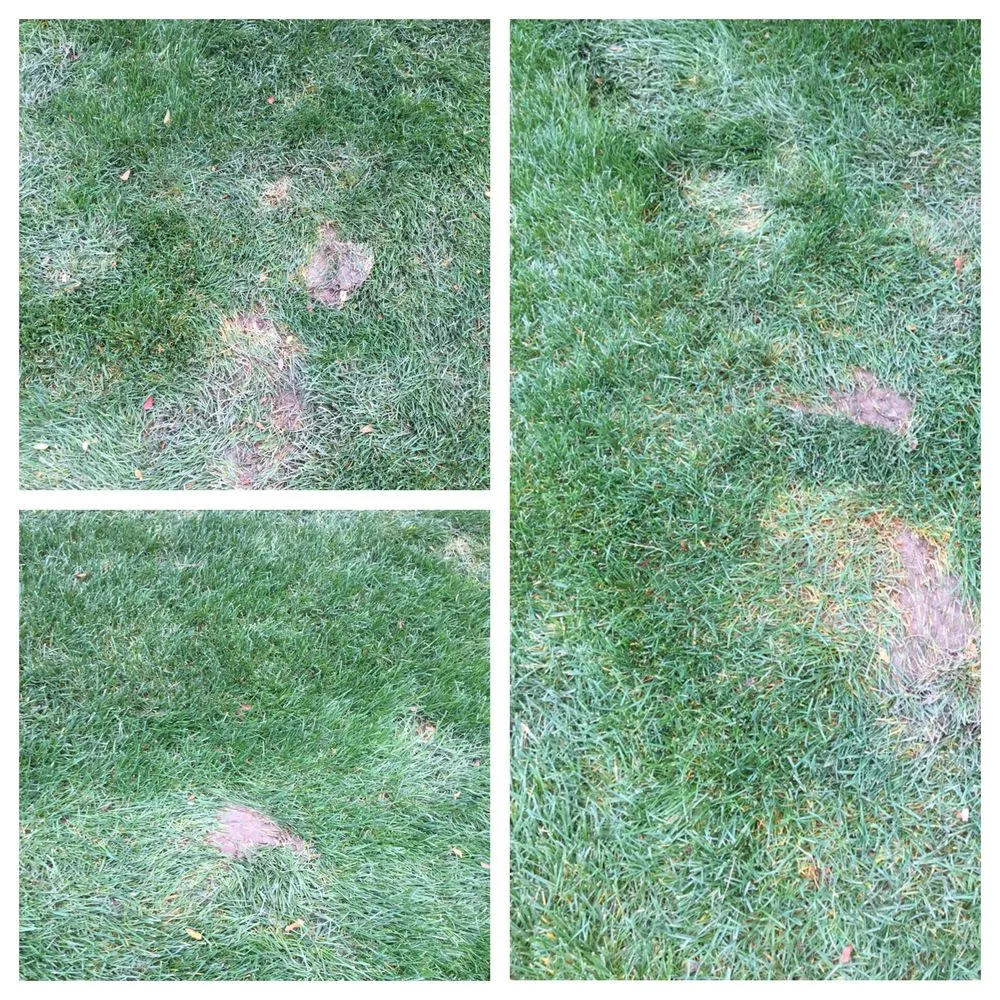 Professional landscape design near you in Timnath, CO by Nero Landscape Services