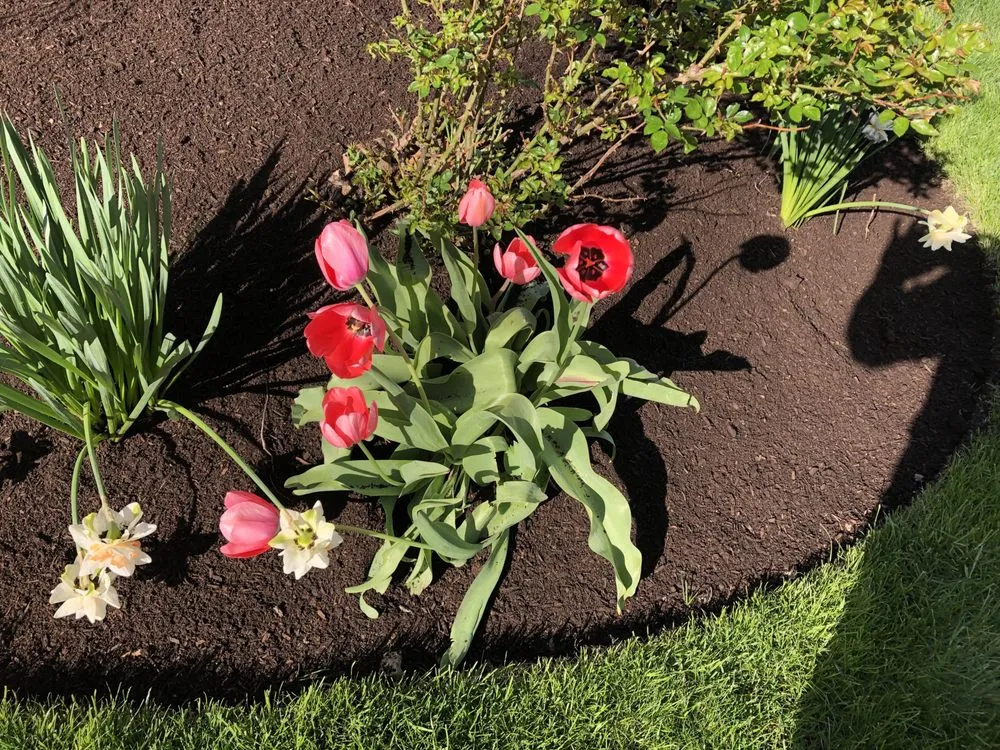 Affordable lawn care service in Lynn, MA by Nery’s Landscaping service