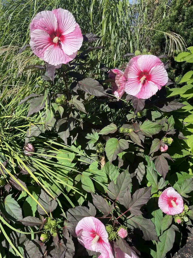 Professional yard cleanup service in Lynn, MA - Nery’s Landscaping service