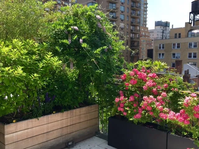 Local lawn mowing service experts serving New York, NY - Nesi Brown Design