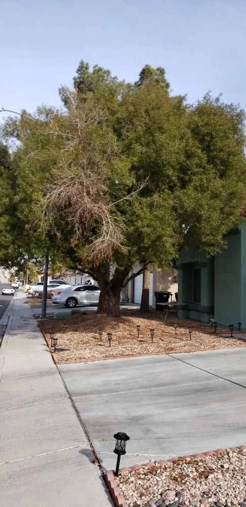 Affordable lawn care service in Ivins, UT - Nesian Landscapes