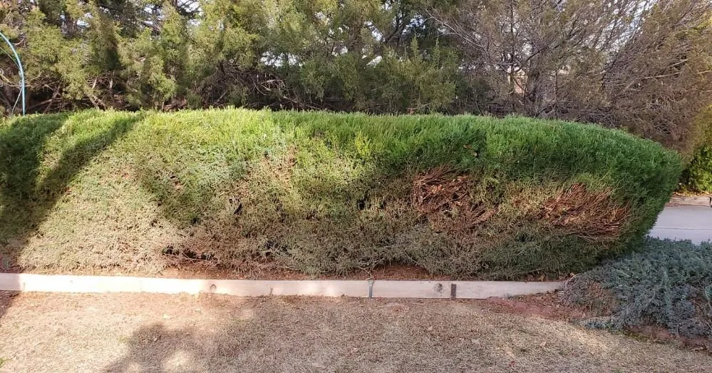 Professional outdoor landscaping experts serving Grand Junction, CO - Netty's Landscaping