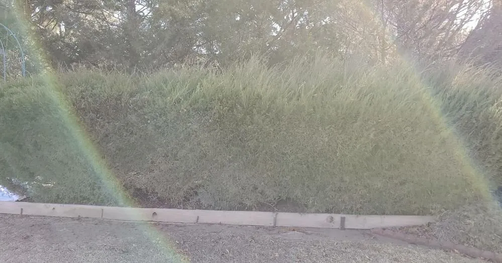 Local lawn mowing service in Grand Junction, CO - Netty's Landscaping