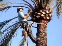 Expert outdoor landscaping in Palm Harbor, FL by Network Lawn Services