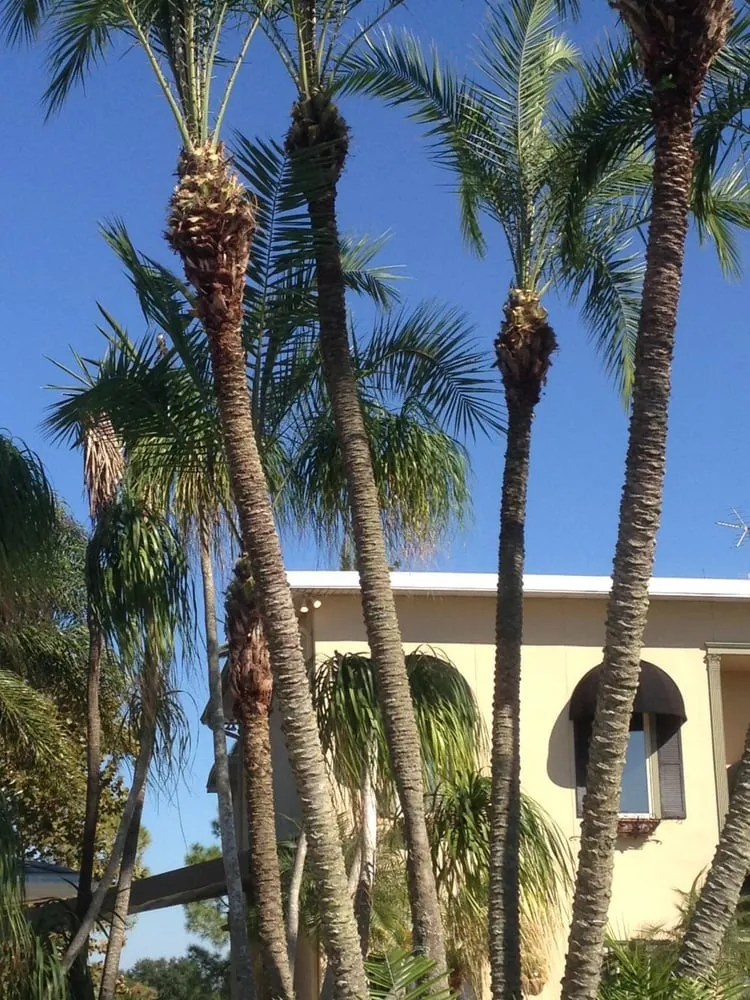 Reliable residential landscaping for residential properties across Palm Harbor, FL - Network Lawn Services