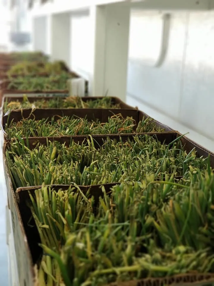 Affordable lawn mowing service in Glencoe, MN - Neubarth Lawn Care & Landscaping