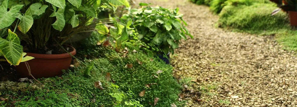 Professional yard maintenance experts serving Jerome, ID - Neuscapes