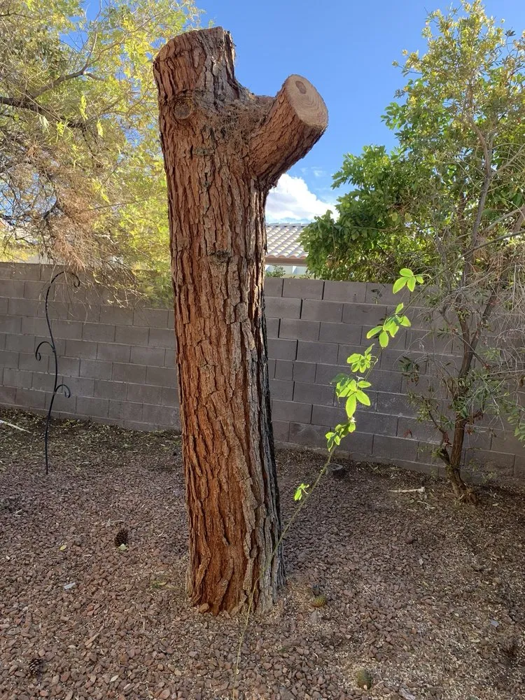 Trusted yard cleanup service in Las Vegas, NV by Nevada Tree & Landscaping