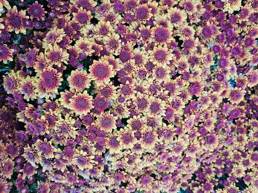 Professional landscape installation in Geneseo, IL - Neverending Landscape