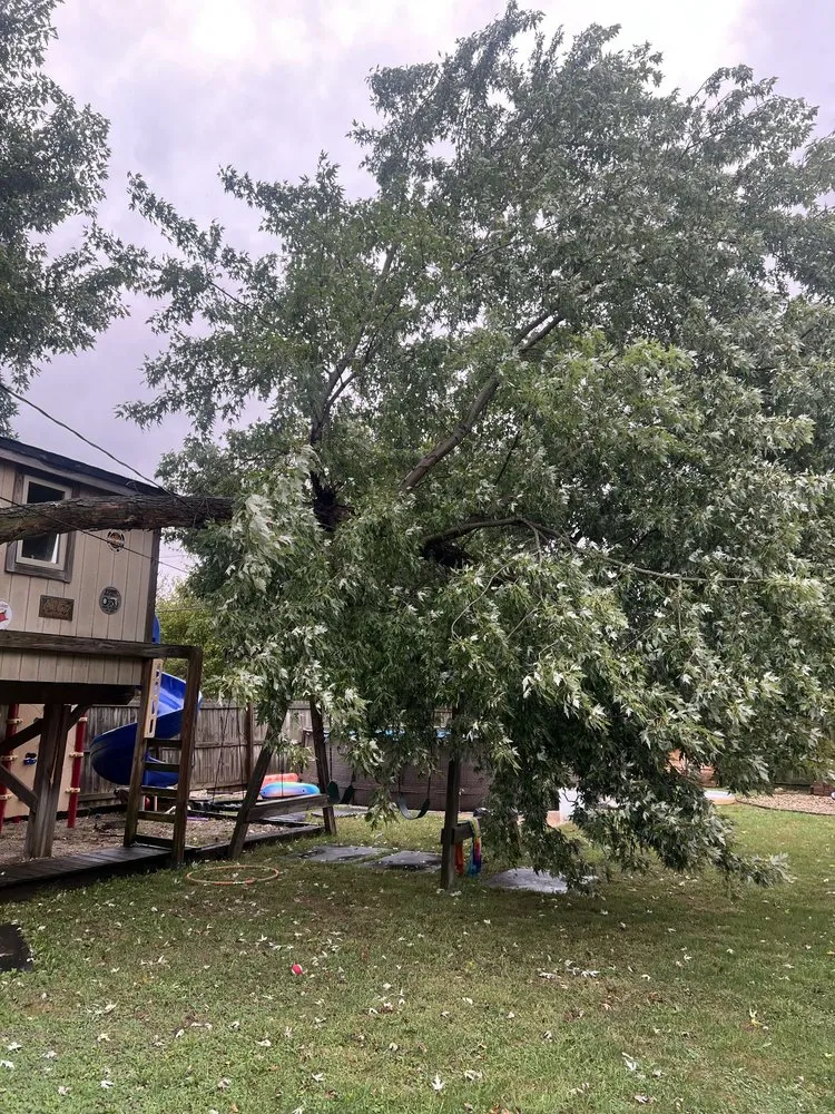 Reliable yard cleanup service for outdoor upgrades across Indianapolis, IN - Nevers Tree Service