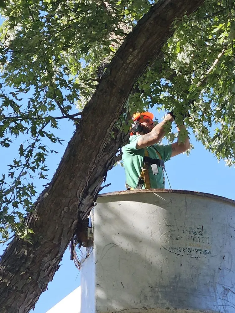 Top-rated yard maintenance in Indianapolis, IN - Nevers Tree Service