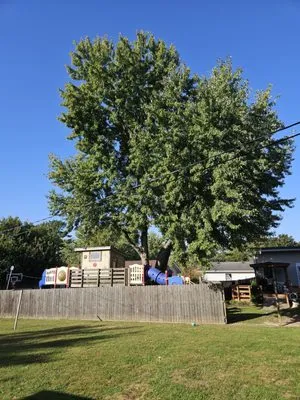 Nevers Tree Service Logo