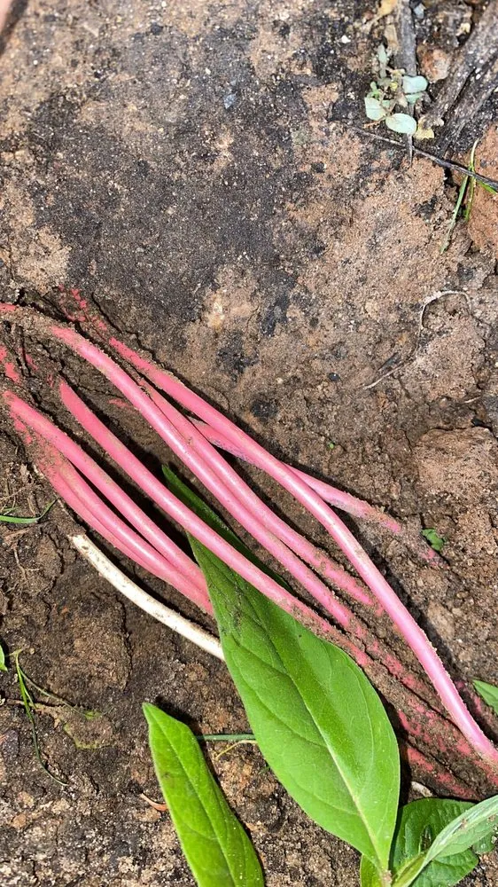 Local yard cleanup service for homes in Dripping Springs, TX by Nevitt Irrigation Services