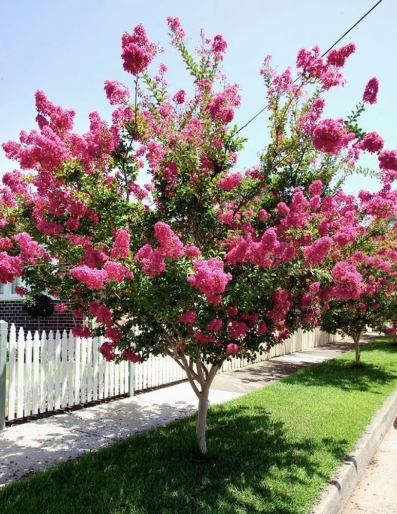 Custom residential landscaping with custom design in Eastville ca, CA by New Age Landscaping & Irrigation