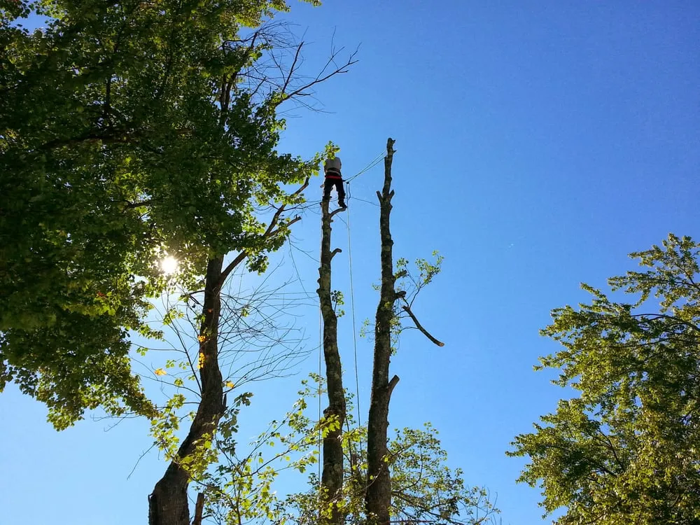 Local residential landscaping near you in Athol, MA by New Age Landscaping & Tree