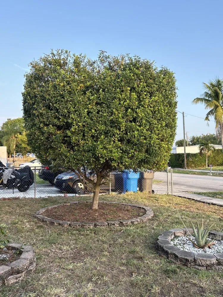 Custom outdoor landscaping with custom design across Hollywood, FL - New Age Property Maintenance