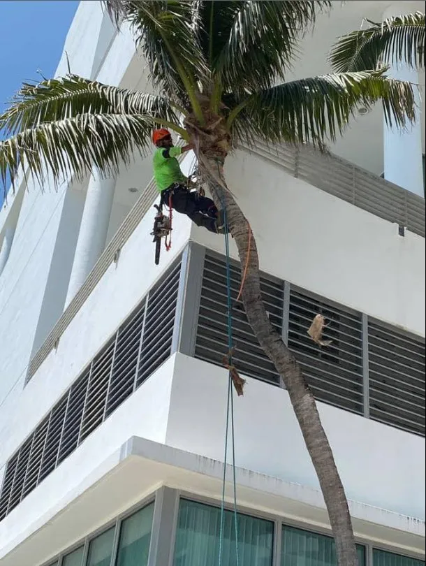 Expert yard maintenance for homes across Hollywood, FL - New Age Property Maintenance