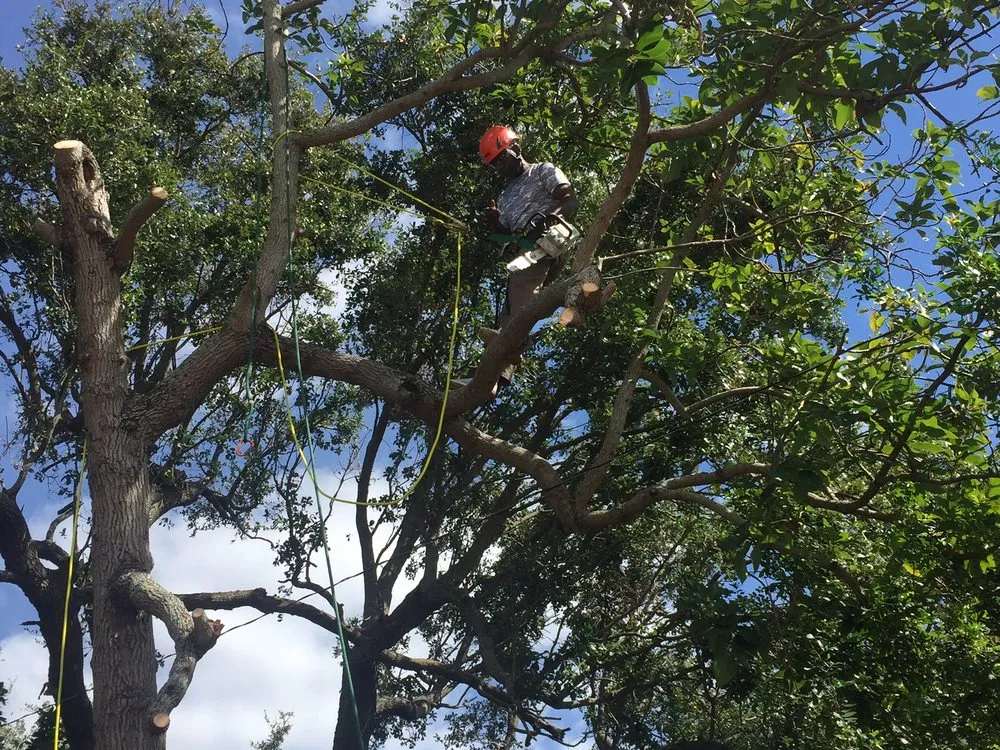 Top-rated residential landscaping with custom design in Hollywood, FL by New Age Property Maintenance