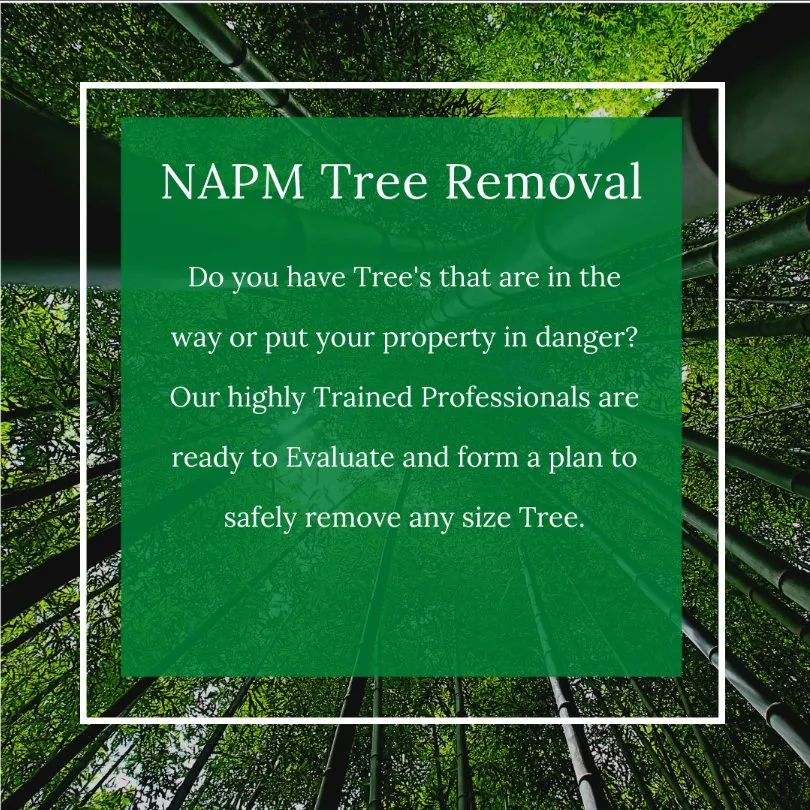 Top-rated yard maintenance in Hollywood, FL - New Age Property Maintenance