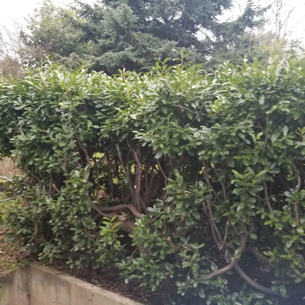 Top-rated lawn care service for homes in Tukwila, WA by New Beginning Garden and Lawn Care