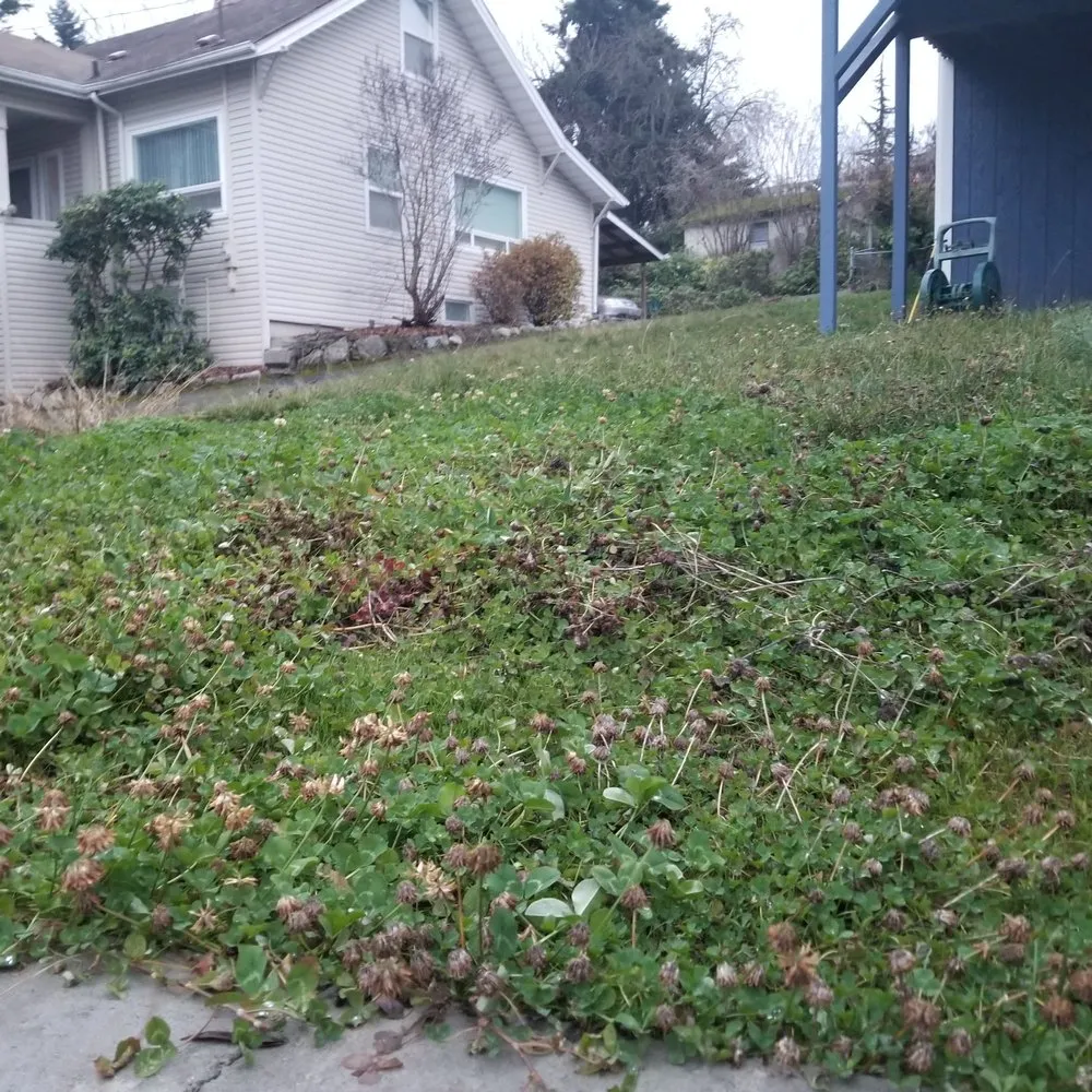 Local outdoor landscaping for beautiful yards across Tukwila, WA - New Beginning Garden and Lawn Care