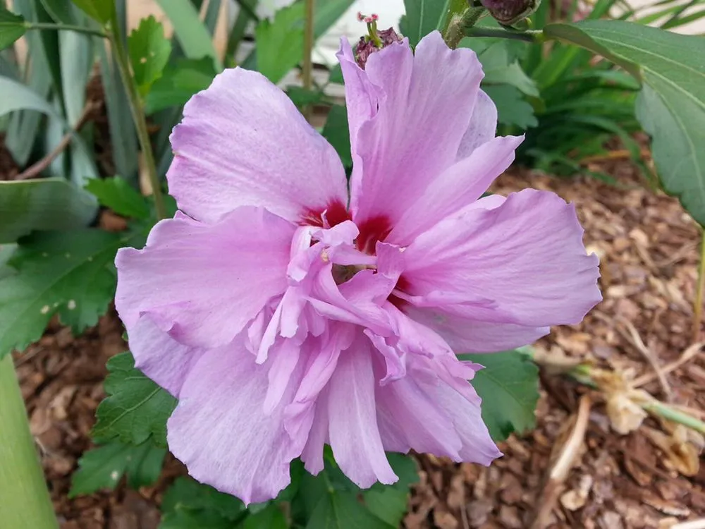 Expert yard cleanup service experts serving Atlanta, GA - New Beginning Landscape & Remodel