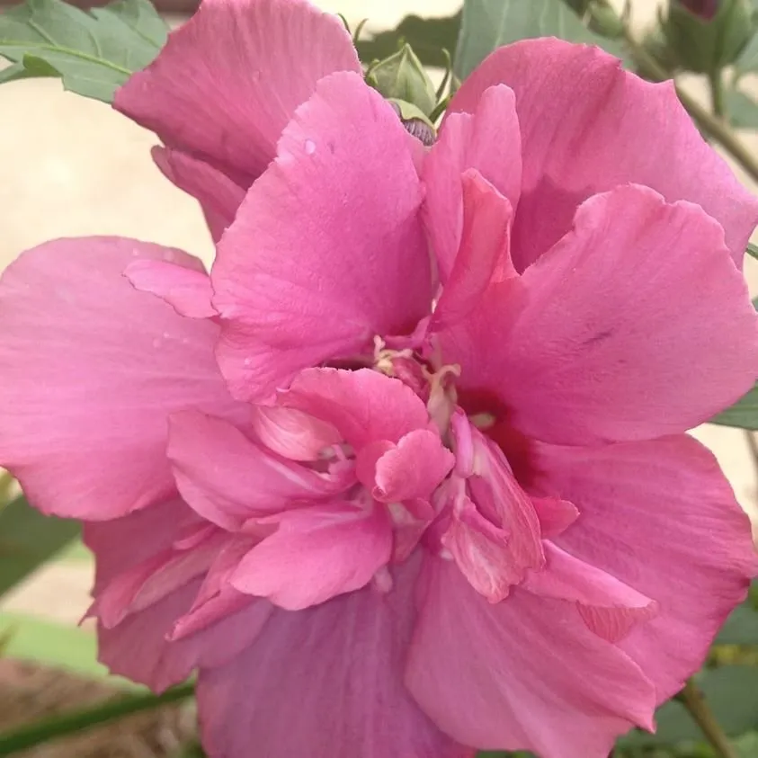 Reliable residential landscaping for year-round maintenance in Atlanta, GA by New Beginning Landscape & Remodel