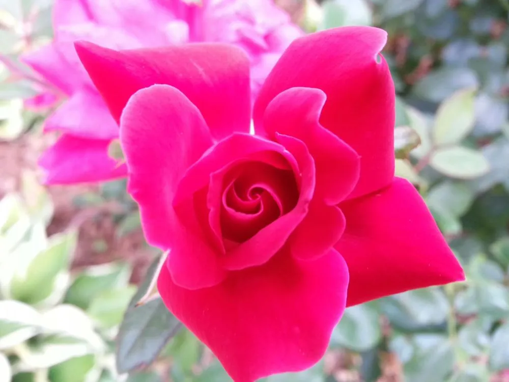 Top-rated landscape installation in Atlanta, GA by New Beginning Landscape & Remodel