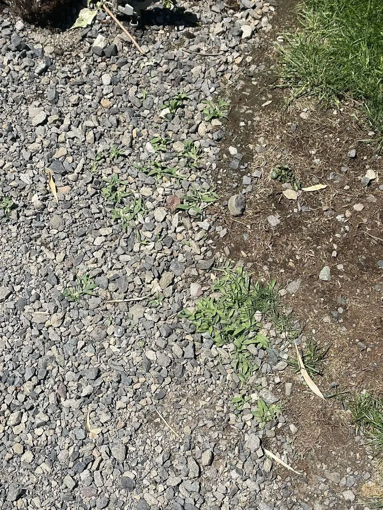 Trusted lawn care service for residential properties across Vancouver, WA - New Beginning Lawn Services