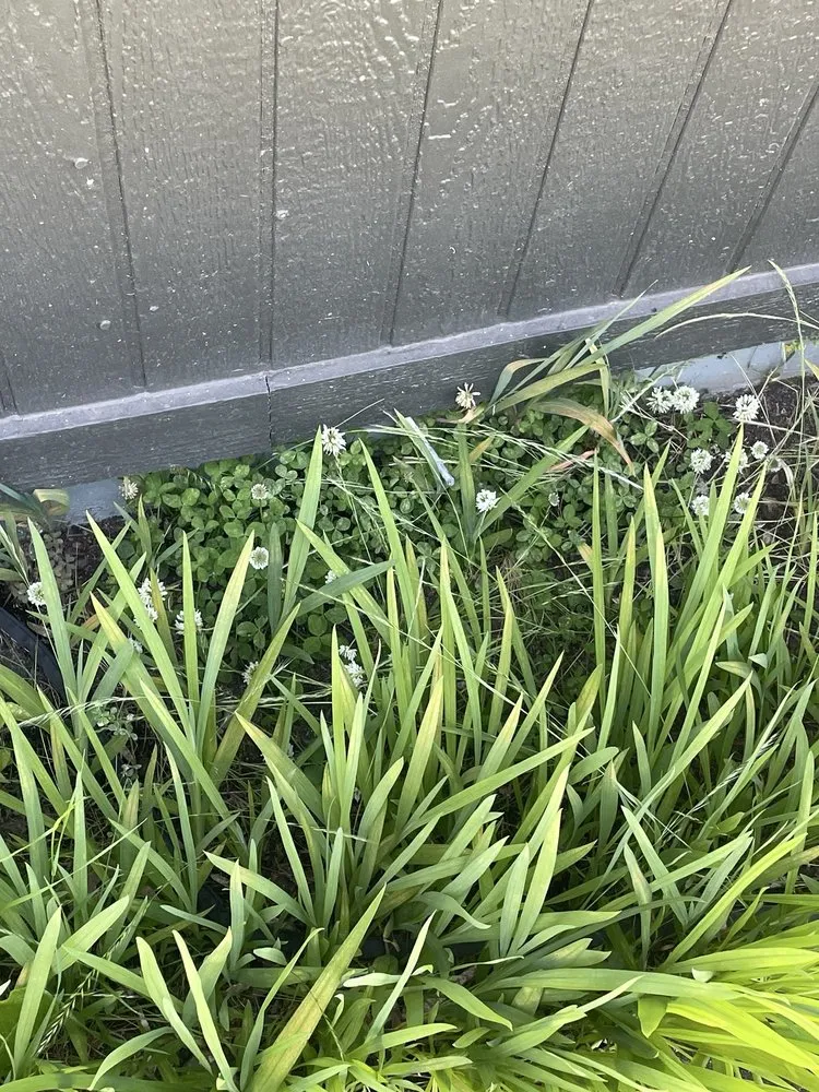 Custom yard cleanup service for homes across Vancouver, WA - New Beginning Lawn Services