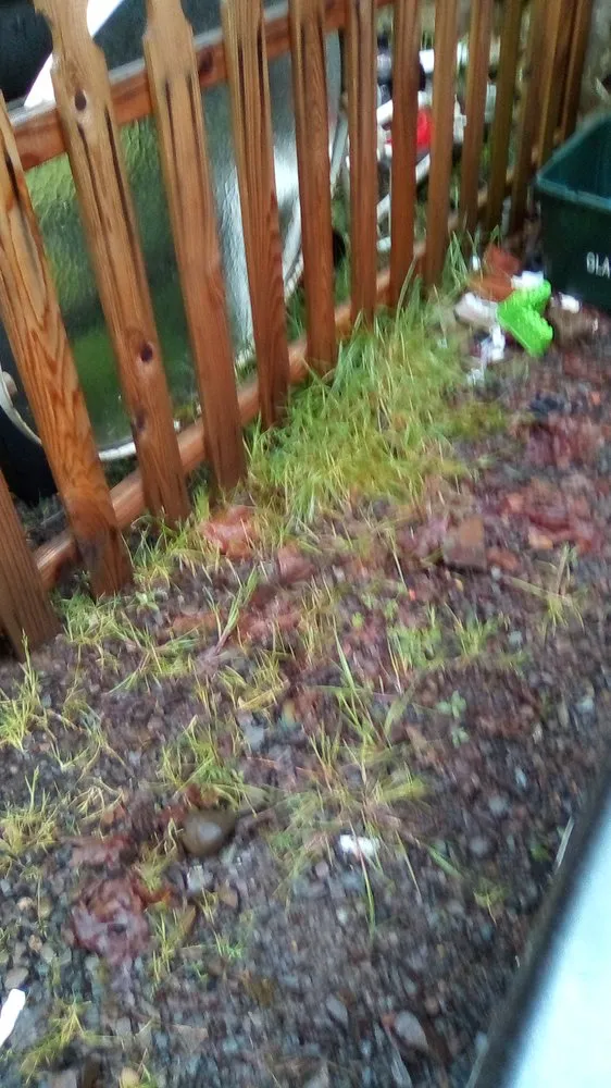 Professional lawn care service with custom design in Vancouver, WA by New Beginnings Landscaping