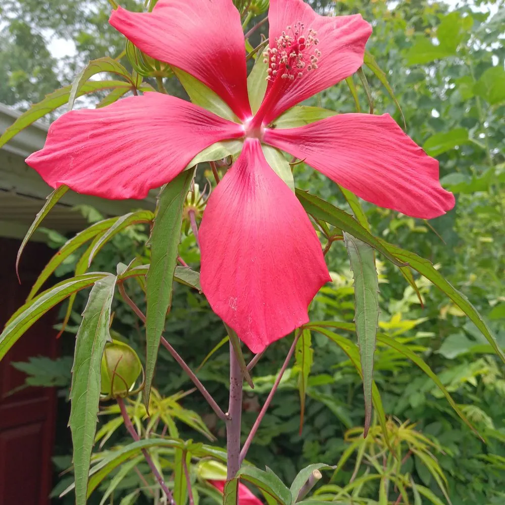 Affordable landscape design for residential properties across Atlanta, GA - New Beginnings Lawn and Garden