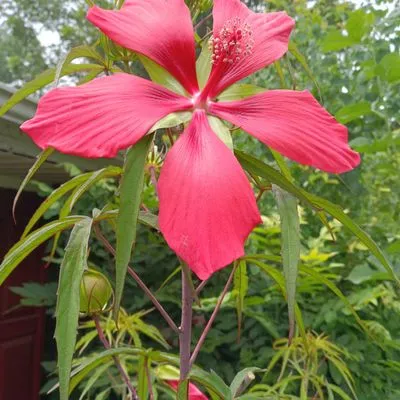 New Beginnings Lawn and Garden Logo