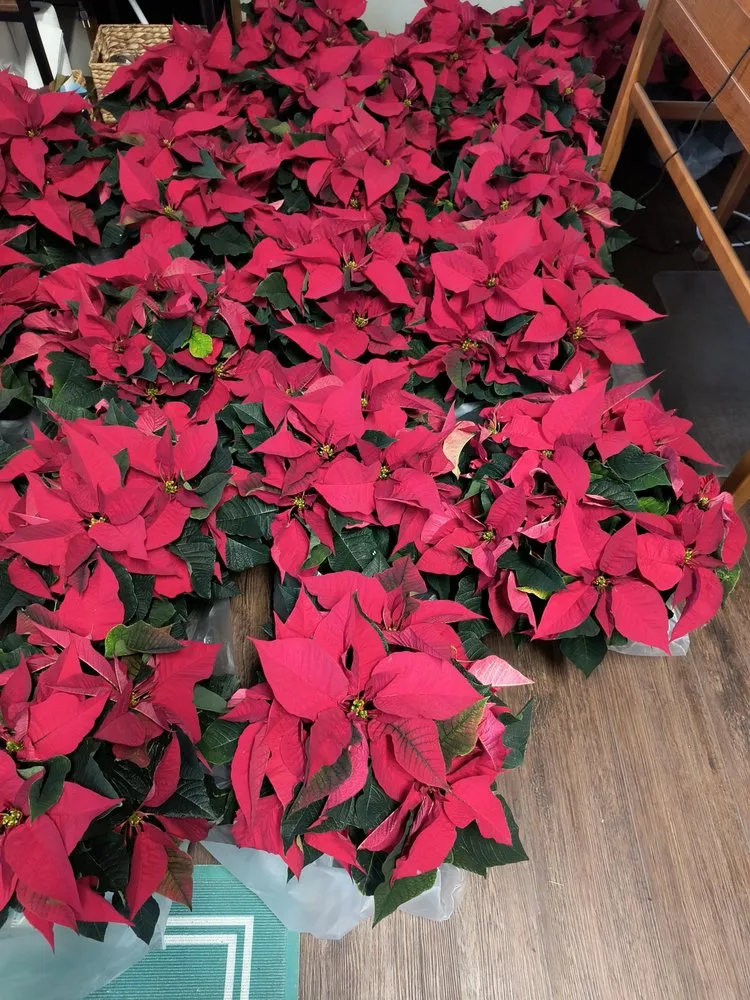 Custom yard cleanup service in New Bern, NC - New Bern Lawn Care