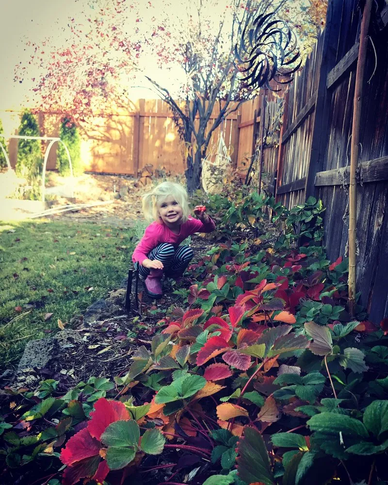 Expert landscaping services experts serving Bend, OR - New Bloom