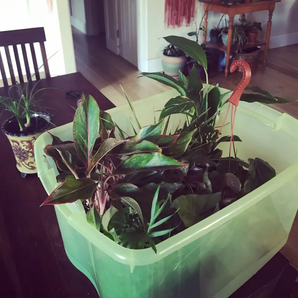 Local outdoor landscaping for year-round maintenance in Bend, OR by New Bloom