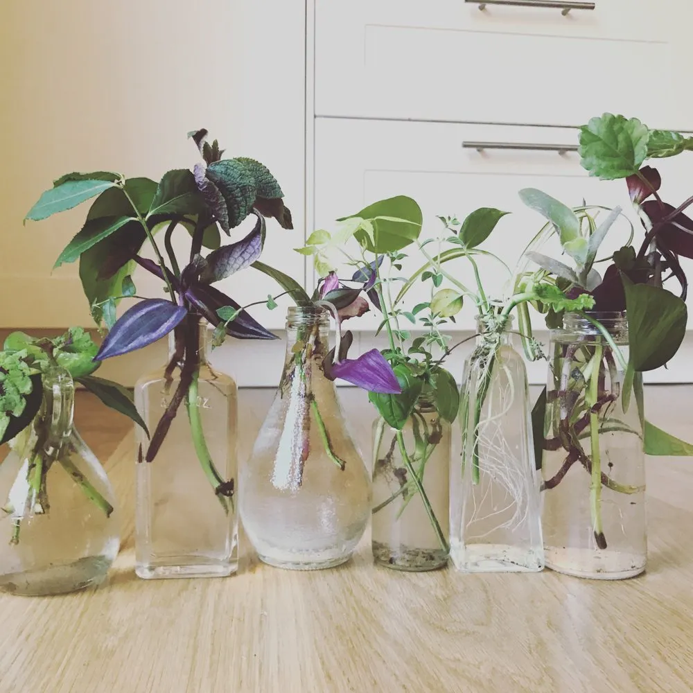 Local landscape installation for year-round maintenance in Bend, OR by New Bloom