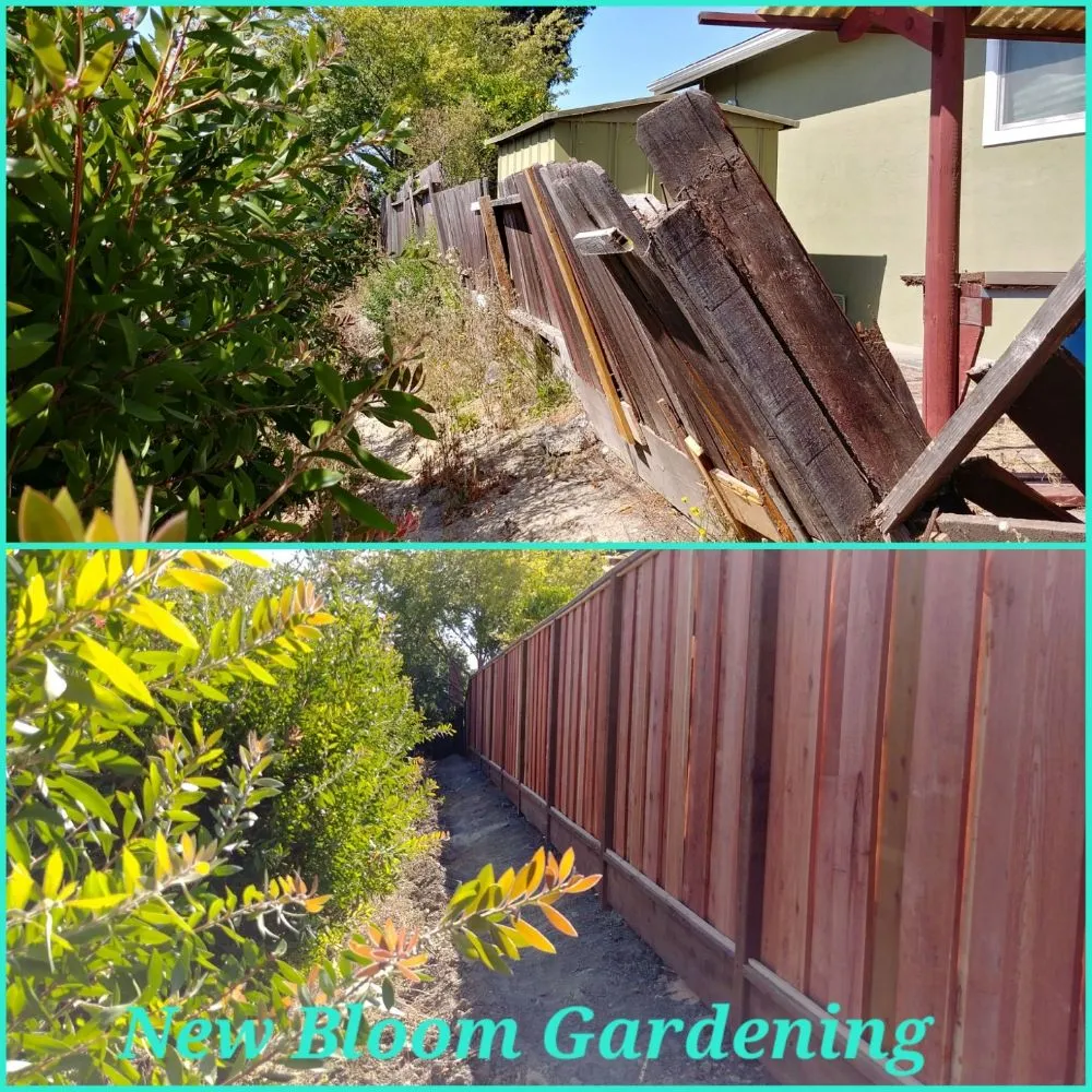 Reliable yard maintenance in Richmond, CA by New Bloom Gardening