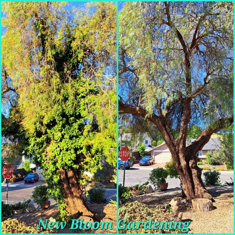 Reliable landscape installation with custom design in Richmond, CA by New Bloom Gardening