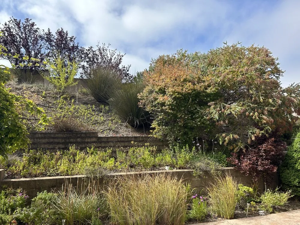 Reliable landscaping services experts serving Richmond, CA - New Bloom Gardening