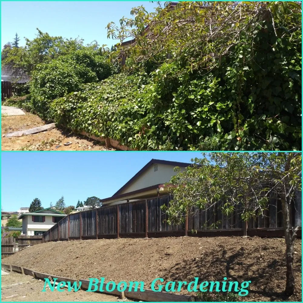 Top-rated residential landscaping experts serving Richmond, CA - New Bloom Gardening