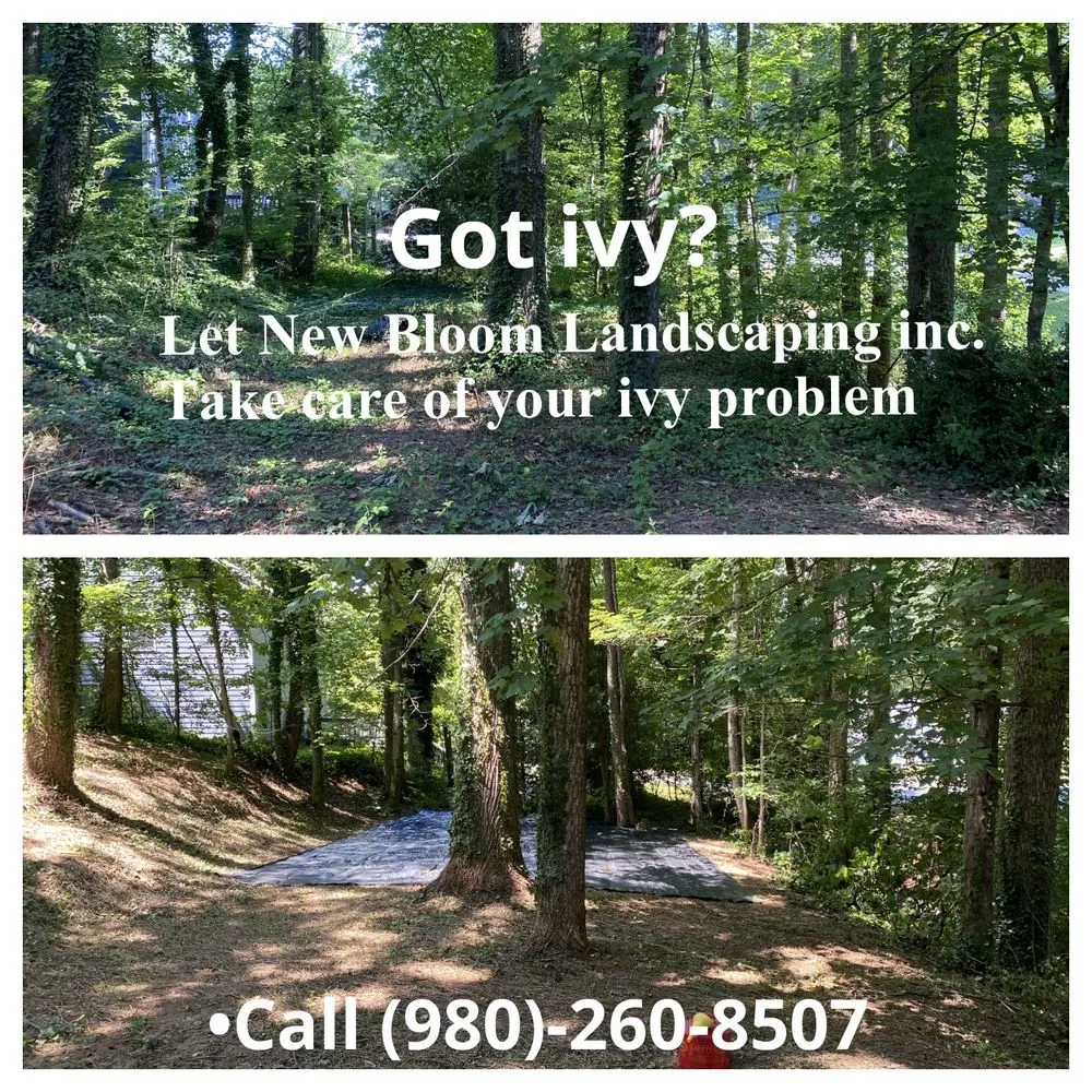 Top-rated landscaping services in Denver, NC by New bloom Landscaping