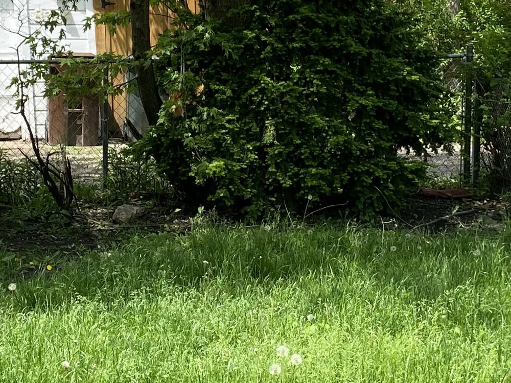 Expert lawn care service in Chicago, IL - New Blossoms Lawn Care