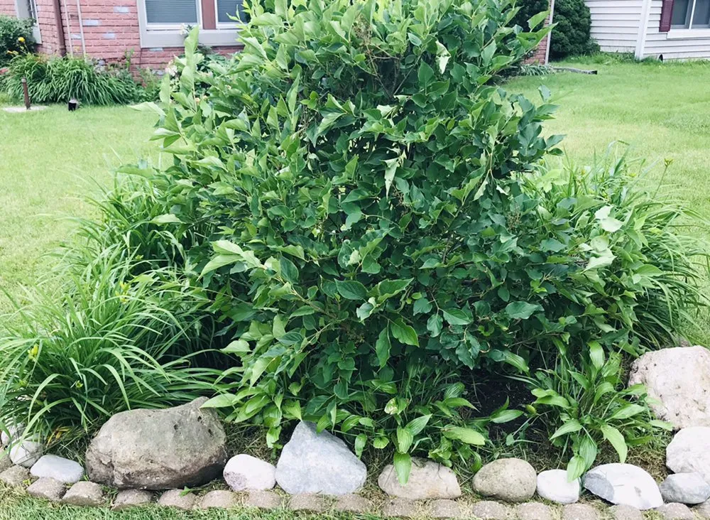 Top-rated landscaping services for residential properties in Chicago, IL by New Blossoms Lawn Care