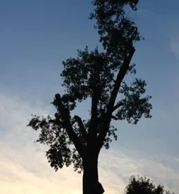 Expert yard maintenance experts serving Bound Brook, NJ - New Breeze Tree & Landscape Service